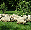 Bildhauersommer/ Bildhauerkurse Köln / Bonn